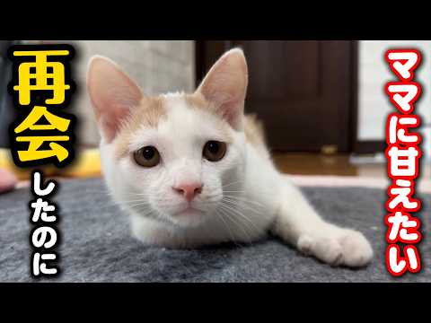 やっと再会出来た母猫にシャーされ落ち込む子猫