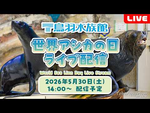 《鳥羽水族館》　世界アシカの日！ライブ配信 サムネイル
