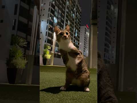 🐱🦖 サムネイル