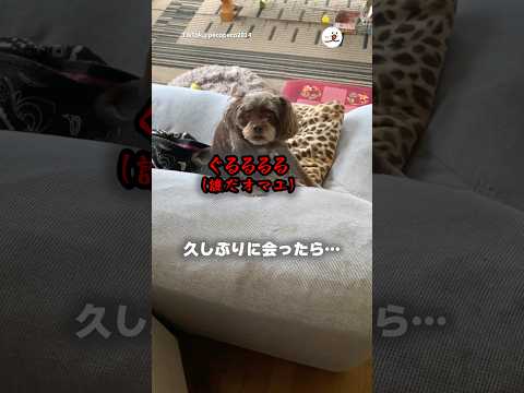 愛犬に一瞬忘れられました😅｜PECO サムネイル