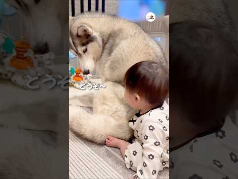 ハスキーのモフモフが気になる赤ちゃん｜PECO サムネイル