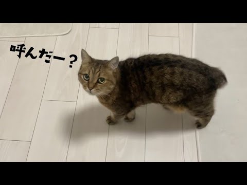 呼んでないのにうにゃうにゃと返事をしながら寄ってくる猫 サムネイル
