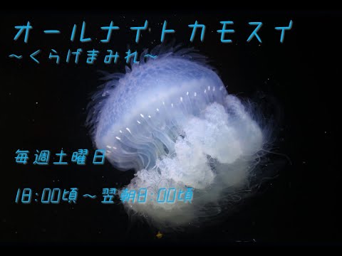 オールナイトカモスイ　～くらげまみれ～ 162 　ミノクラゲ