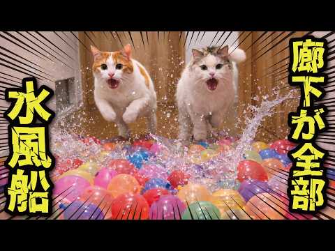 廊下の水風船を破壊しながら突撃する猫たち サムネイル