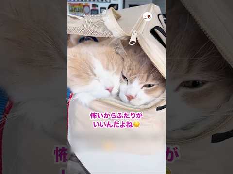 病院はこれがいいらしい😂｜PECO サムネイル