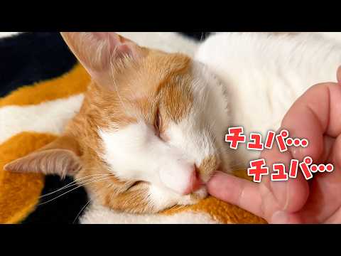 寝ぼけて飼い主の指をチュパチュパと子猫のように吸ってしまう猫が可愛すぎました…。