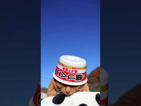 麺づくり 鶏ガラ醤油　251220　#のせ猫　 #cat　 #cute　 #ねこ　 #猫のいる暮らし　 #ネコ　 #k…