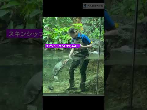 ブタバナガメのトレーニング 名古屋港水族館 shorts サムネイル