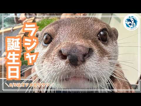 【誕生日】コツメカワウソ「ラジャ」11歳の誕生日【サンシャイン水族館】