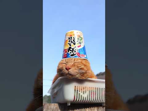 ご当地の一杯　函館　塩ラーメン　260406　のせ猫　 cat　 猫のいる暮らし　 cute  ねこ　 kitty… サムネイル