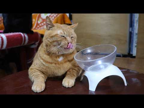 ちゃぶ台で麦茶お食事　260516 サムネイル