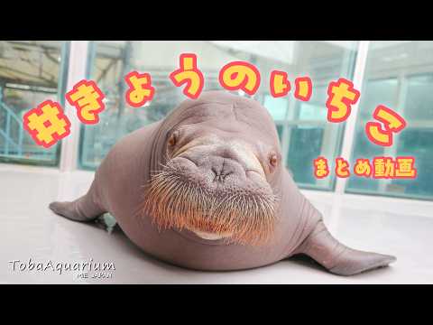 《鳥羽水族館》きょうのいちこ まとめ動画 サムネイル