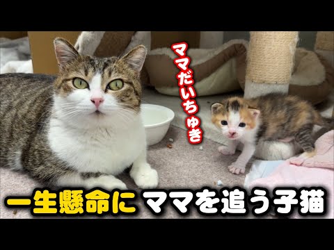 ママが大好きすぎて歩ける様になった子猫