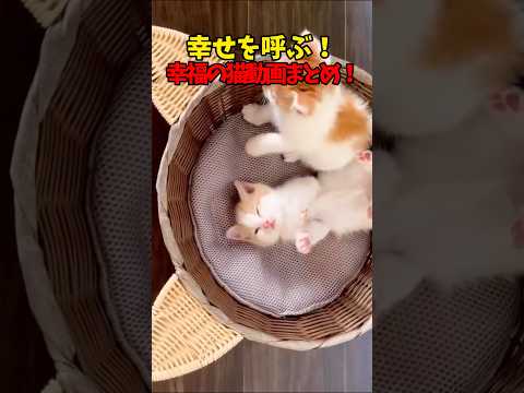 幸せの方からやってくる☺️ 猫 cat cats cutecat