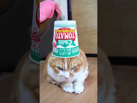 あっさりおいしいカップヌードル チリトマト　260918　 cat 三毛猫 cute　 ねこ　 猫のいる暮らし　 かし…