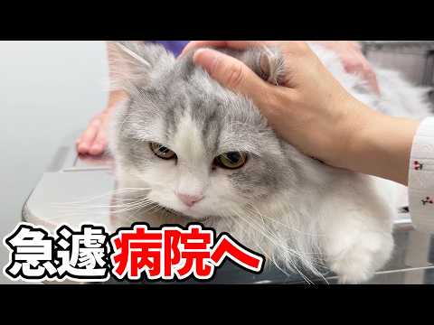 子猫の足に異常があったので急遽病院に行ったら衝撃の事実が判明しました…涙 サムネイル