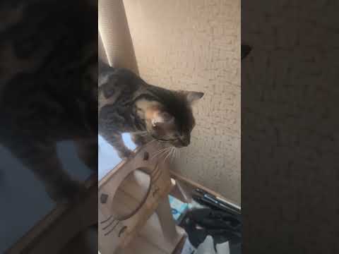 ベンガル猫シャム猫shorts funny cat猫ミャク子ガッツくん