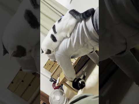 おい、前に進むのだ サムネイル