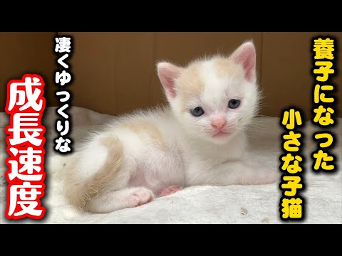 養子縁組した小さい子猫…ゆっくりな成長速度