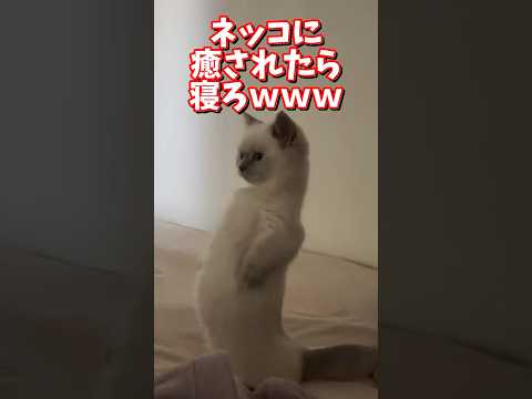 ネッコの動画で癒されたら寝ろｗｗｗ　2ch  動物  猫 癒やし ねこ動画 サムネイル