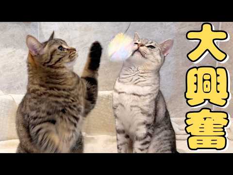 【神反応】新しいポンポン猫じゃらしを愛猫たちに見せた結果...!! cat 猫