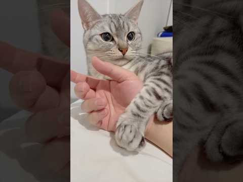 パパにツンデレすぎる猫、可愛すぎて優勝...!! cat 猫 サムネイル