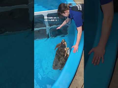 2020年産まれのアカウミガメ   ♯ショート サムネイル