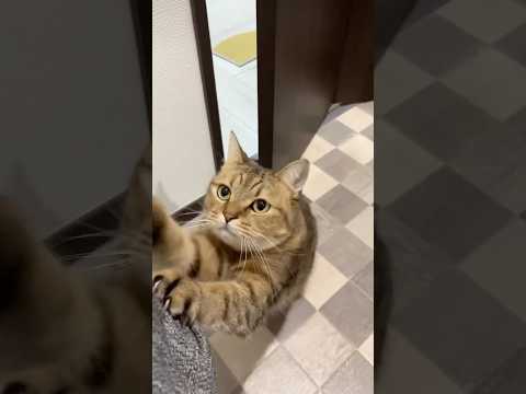 あの… トイレ中なのでやめて貰ってもいいですか？　ネコ サムネイル