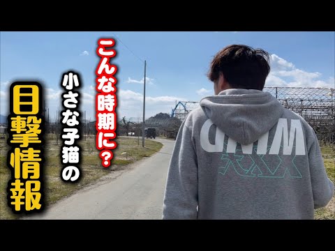 ひとりぼっちの子猫の目撃情報が…現場に向かいました サムネイル