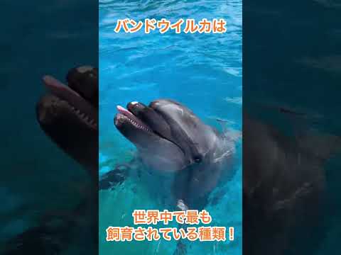 ハッチ　動画完成 サムネイル