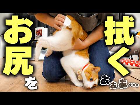 おしりを拭かれて肛門腺まで絞られた猫たちが大暴れしてしまいました…。 サムネイル