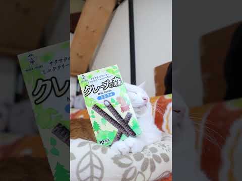 クレープの森 ミルク味 260723 cat のせ猫 cute kitty クレープの森 kitten ミ…