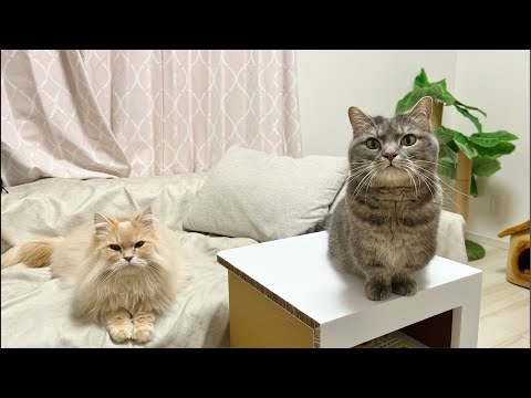 アクアとフランマ がライブ配信中！ サムネイル