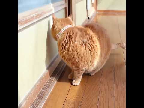 麦茶入室　2606111　 cat 茶トラ猫 cute　 l入室 ねこ cutecat　 ねこ 猫のいる暮らし 猫… サムネイル
