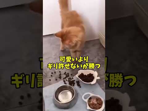 これ、猫吸いせずにはいられないでしょ？🤤
