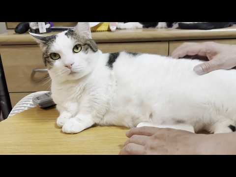 お腹のお肉を計測される太めの猫 サムネイル