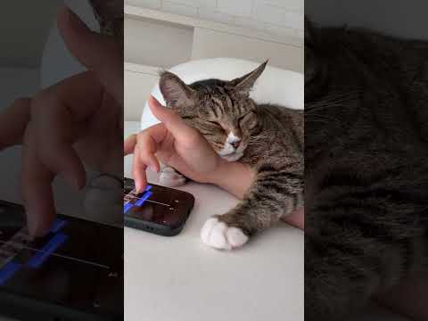 〜動画が皆様の元に届くまで〜ほたて君 サムネイル