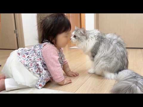 生まれて初めて猫を見る赤ちゃんと生まれて初めて赤ちゃんと出会った子猫がこうなった…w サムネイル