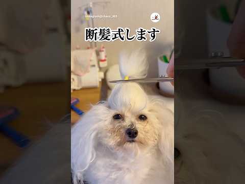 なんとも言えない表情｜PECO サムネイル