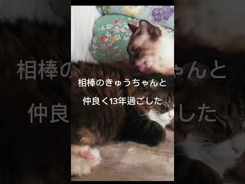 シャム猫shorts funny cat猫ガッツくん サムネイル