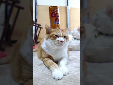 ビタミンパワーGO 　260224　　のせ猫　 cat cute ねこ　 猫のいる暮らし ネコ kitten　 cut… サムネイル