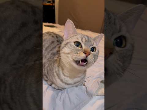 【鳴き声集】かわいすぎるマンチカン!! cat 猫 サムネイル