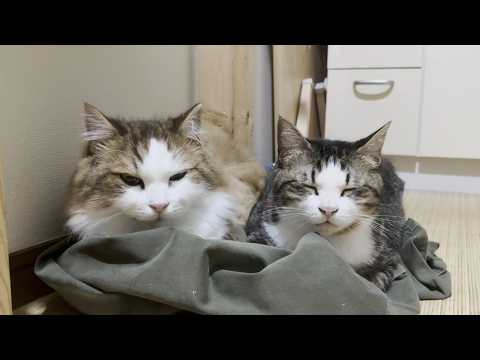 並んでくつろぐ仲良し親子猫