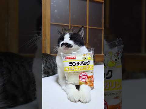 ランチパック　はちみつ＆マーガリ　260212　のせ猫　 cat cute kitten　 ねこ 猫のいる暮らし cu… サムネイル