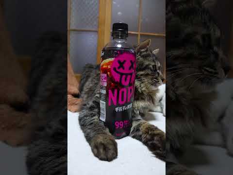 ギルティ炭酸　260413　のせ猫　 cat　 cute　 猫のいる暮らし　 kitten　 kitty  ねこ　 ネ… サムネイル