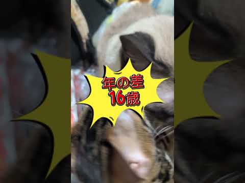 シャム猫ベンガルshorts funny cat猫ミャク子ガッツsiamese bengaru サムネイル