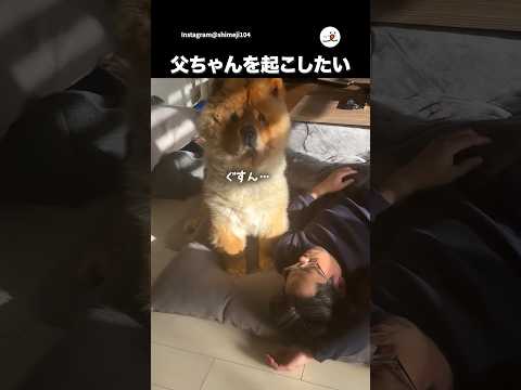 コタツで休む父ちゃんを起こしたい｜PECO サムネイル