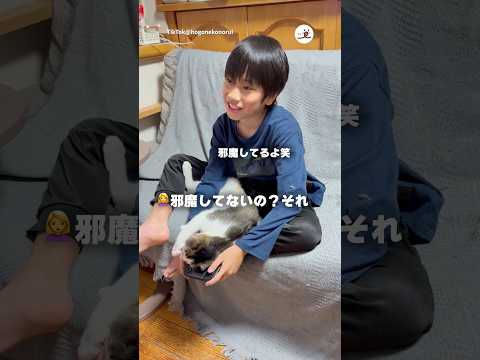 ゲームを阻止する猫さん｜PECO