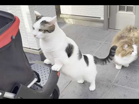 久しぶりに見るバギーに警戒する猫 サムネイル