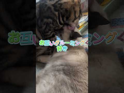 シャム猫ベンガル猫shorts funny cat猫ミャク子ガッツ